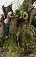 Mavis hugging the Trysting Tree on 17 February 1995