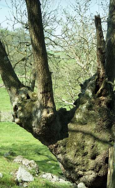 [image ashbton238.jpg]